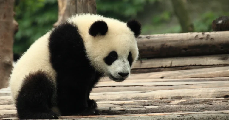 Chengdu Panda Base Thumbnail 1200x630 1 768x403
