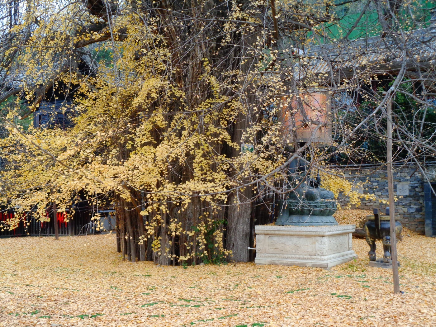 Gu Guanyin Temple Ginkgo 2026: Free Booking and Xi’an Transport Large ginkgo trunk, yellow leaves and fallen foliage at Gu Guanyin Temple in Xi’an