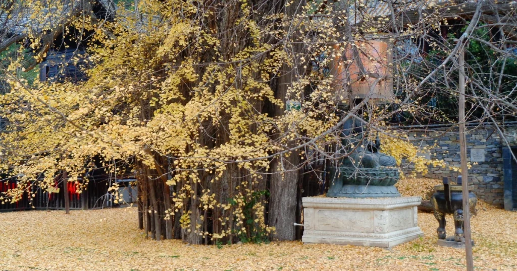 Gu Guanyin Temple Ginkgo 2026: Free Booking and Xi’an Transport Cn Autumn Xian Gu Guanyin Temple Ginkgo Cover 2026 1024x538