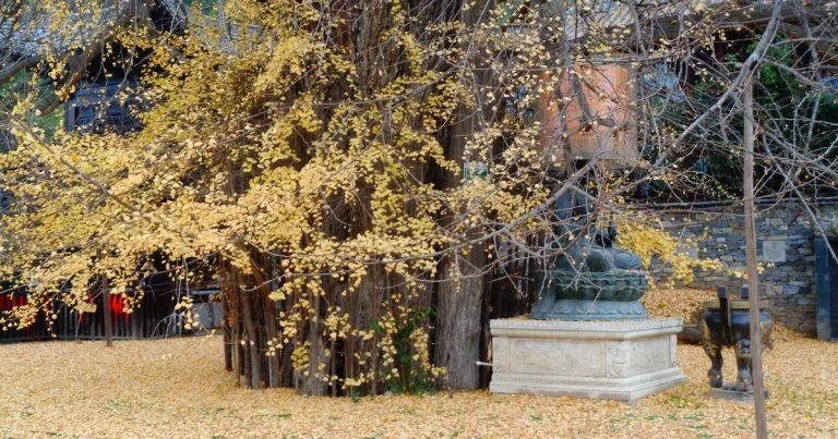 Cn Autumn Xian Gu Guanyin Temple Ginkgo Cover 2026 768x403